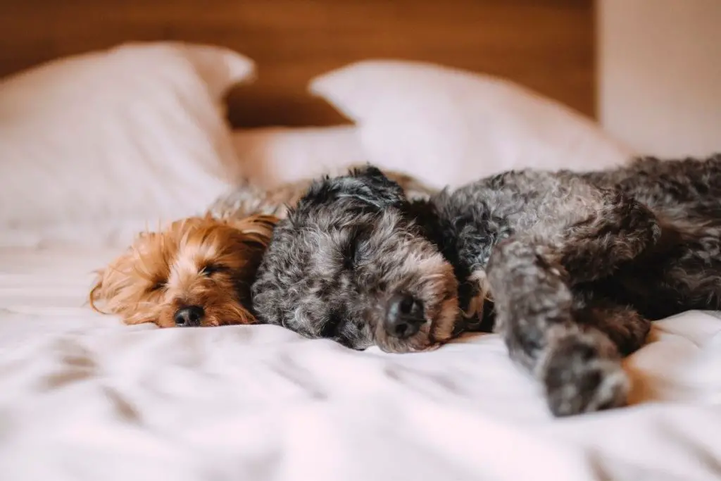 should dogs sleep in their owner's beds