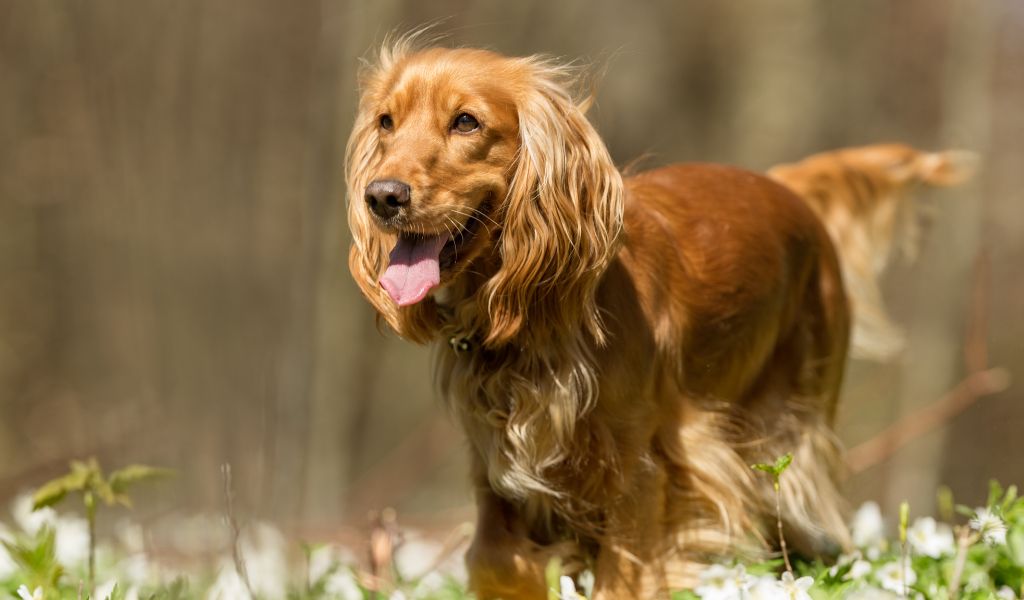 Can Cocker spaniels be aggressive?