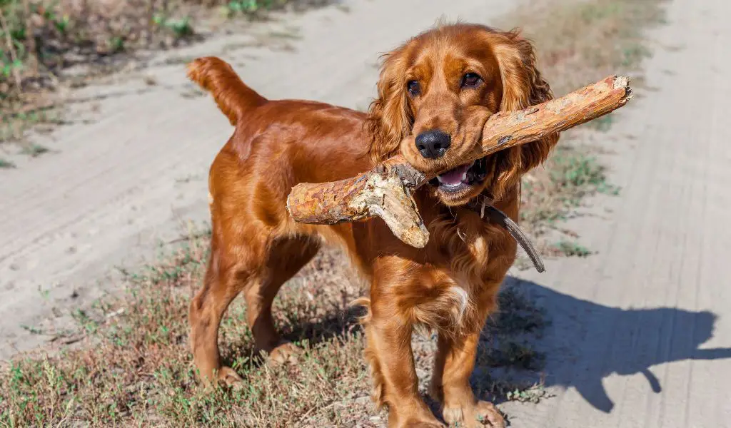 Can Cocker spaniels be aggressive?