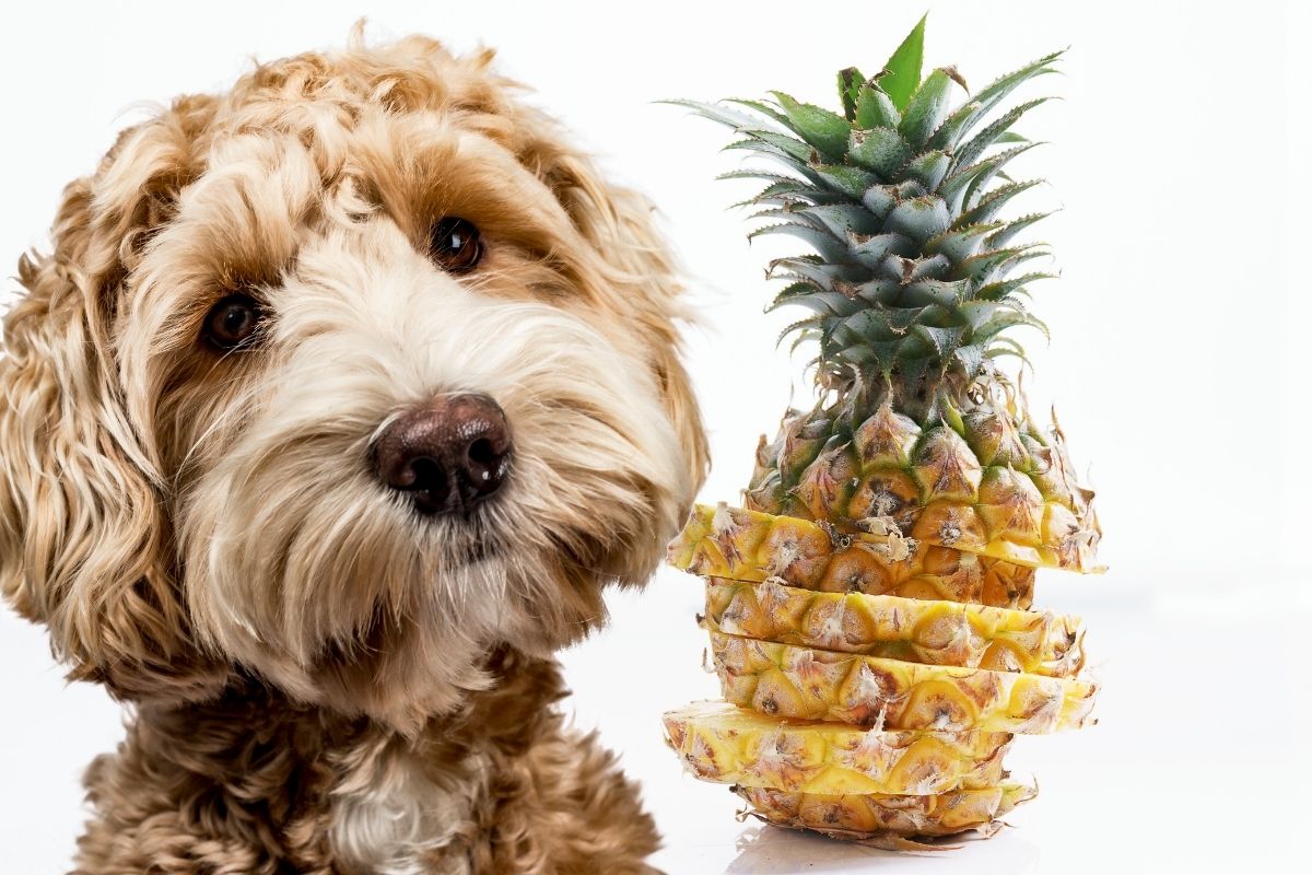 Can dogs eat pineapple?