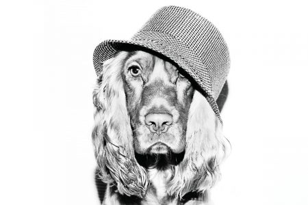 how fast does a cocker spaniel's hair grow