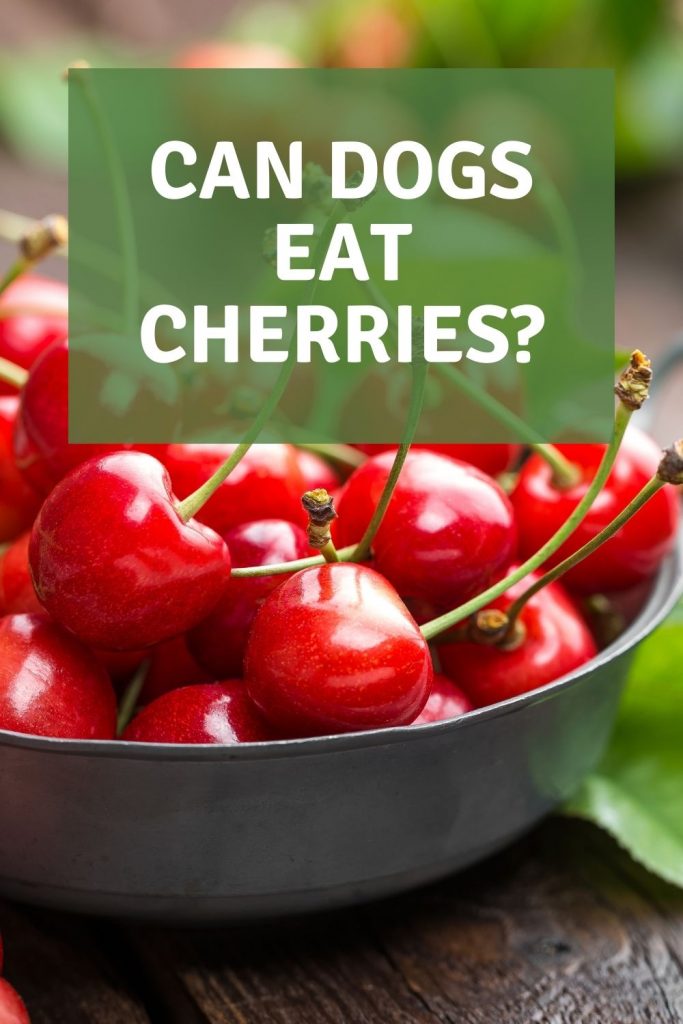 can dogs eat cherries
