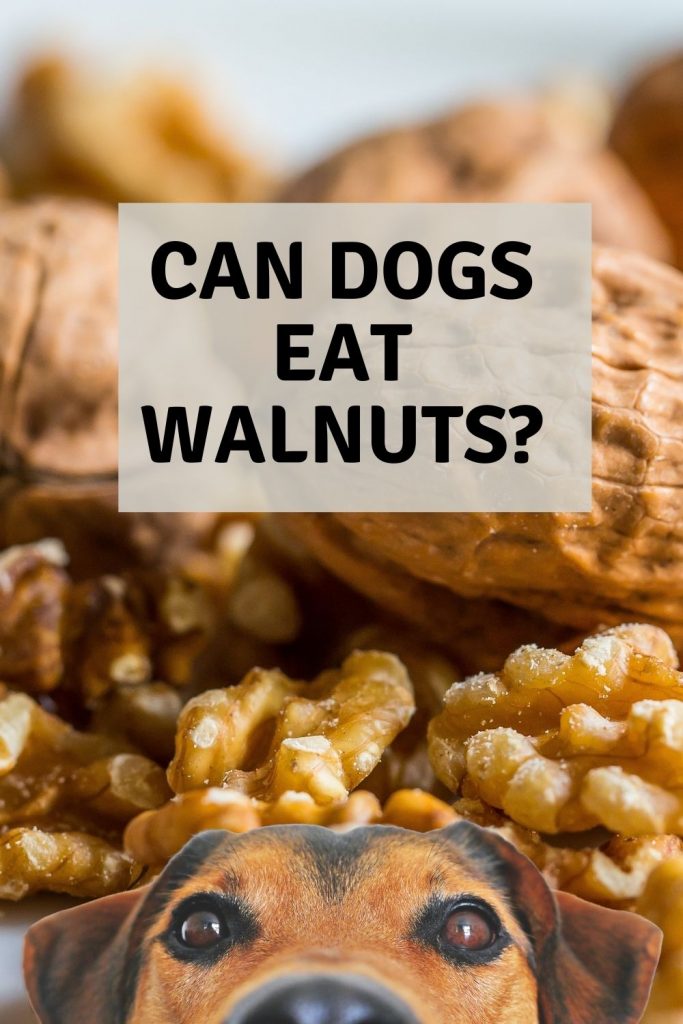 Can dogs eat walnuts? 7 can dogs eat walnuts