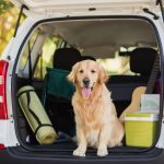 How to help an older dog in and out of the car