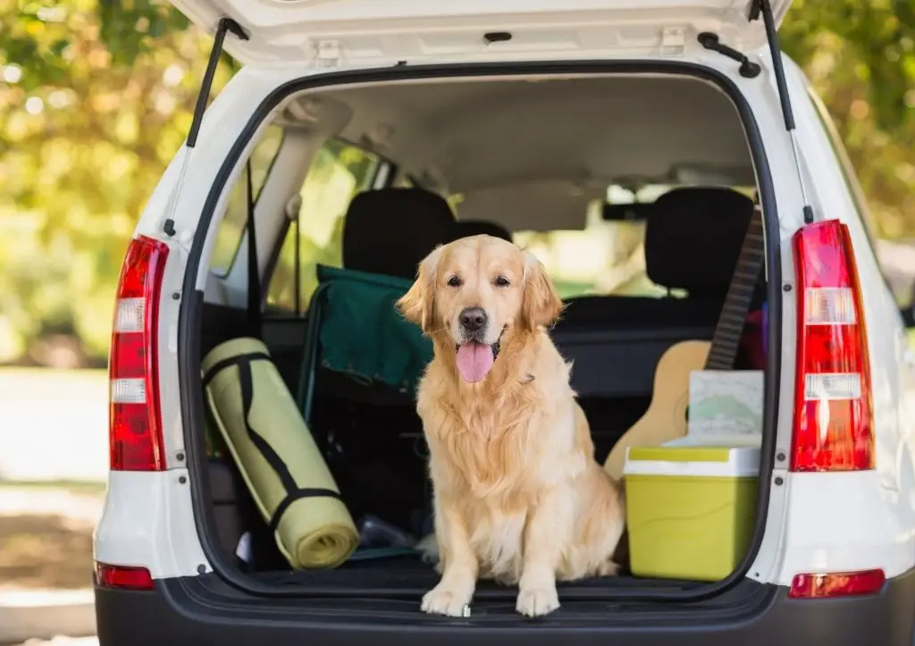 How to help an older dog in and out of the car