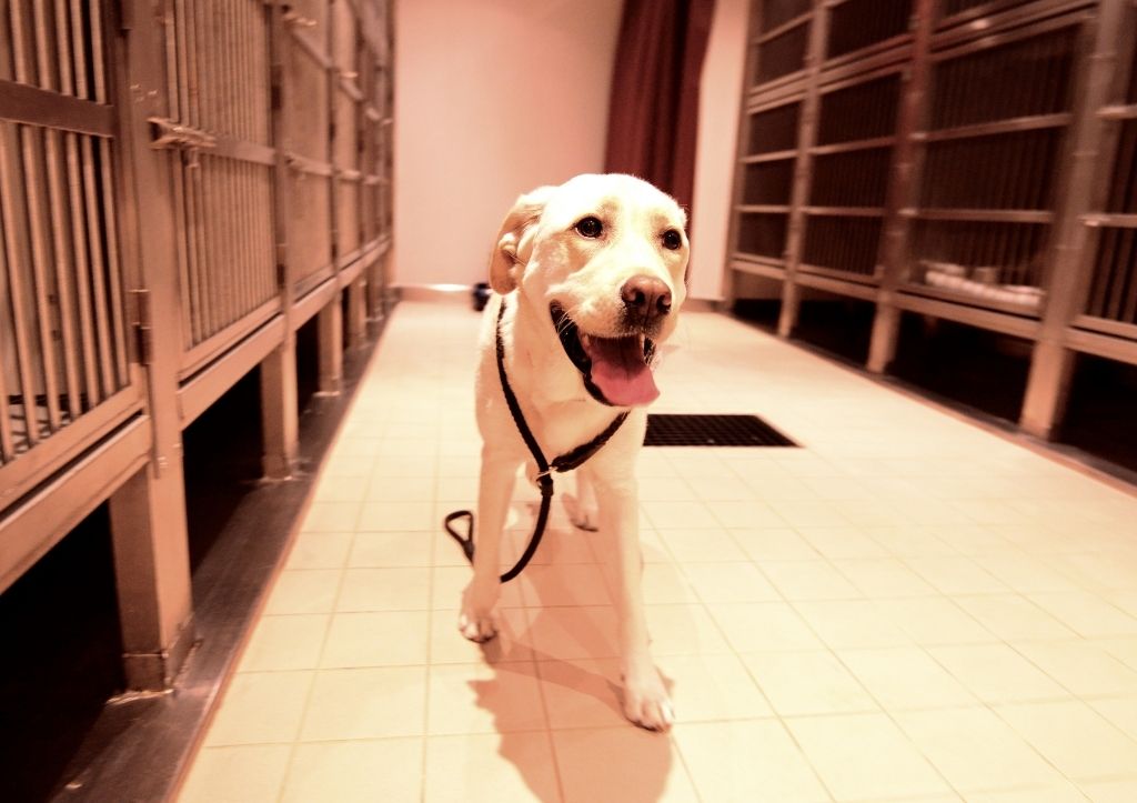 Do dogs like indoor dog kennels