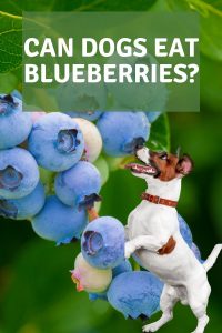 Can dogs eat blueberries? - Easy Spaniel Training