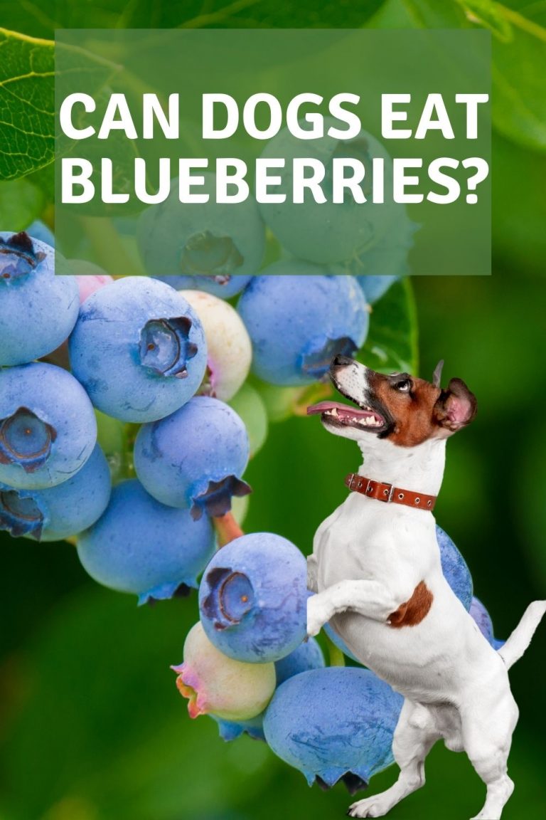 Can dogs eat blueberries? Easy Spaniel Training