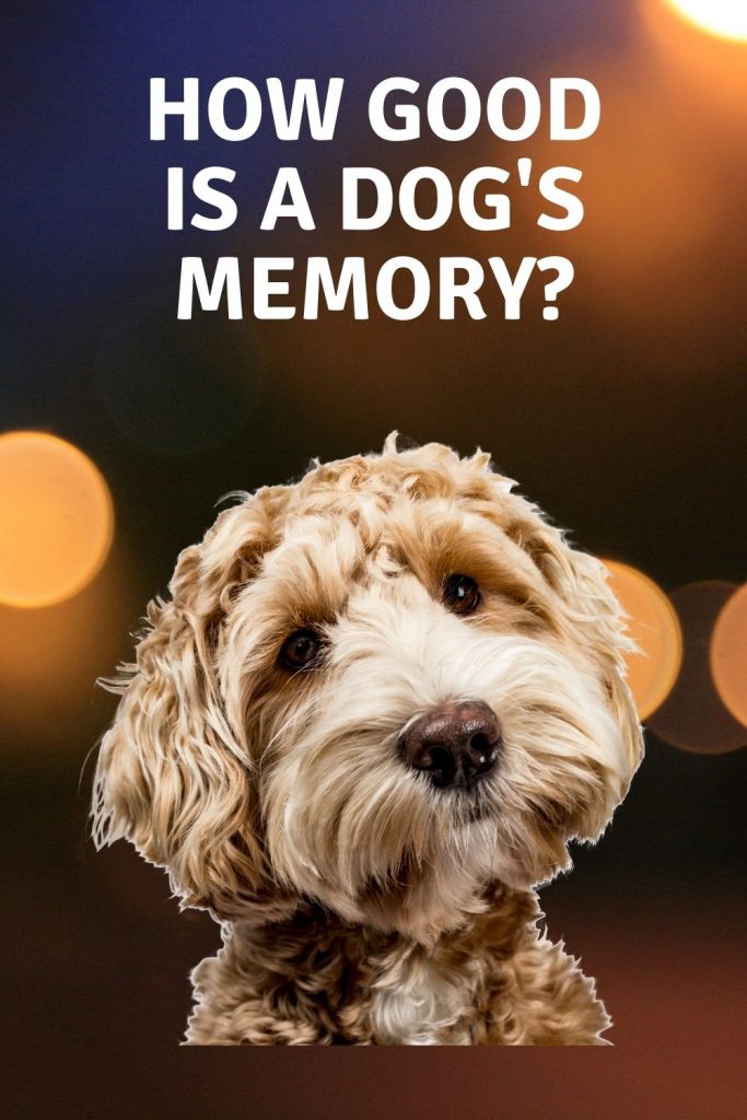how good is a dog's memory