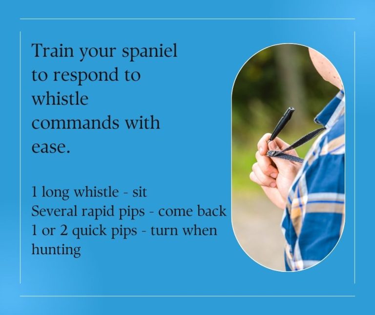 What Are The Spaniel Whistle Commands? Easy Spaniel Training