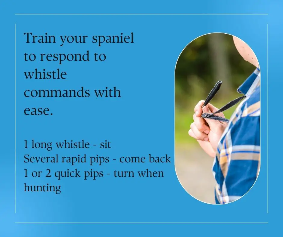 Image of person training a spaniel with a whistle with information about the main commands that should be used