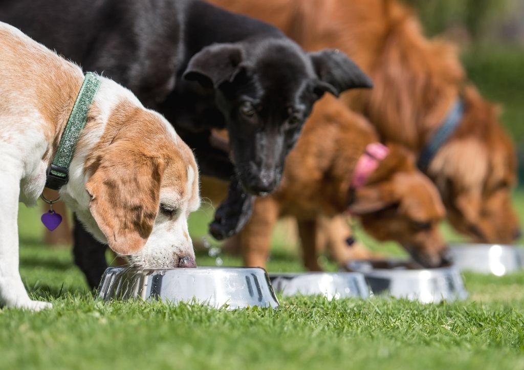 Can dogs eat quorn?