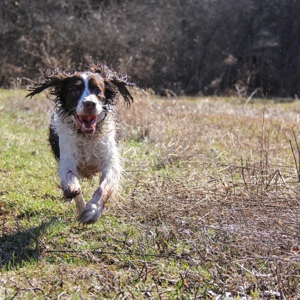 are spaniels hard to train