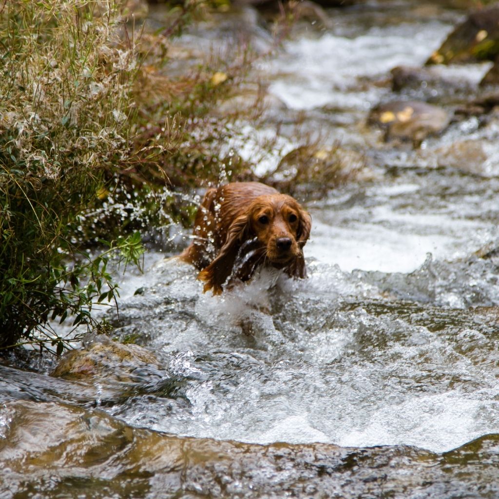 are spaniels hard to train