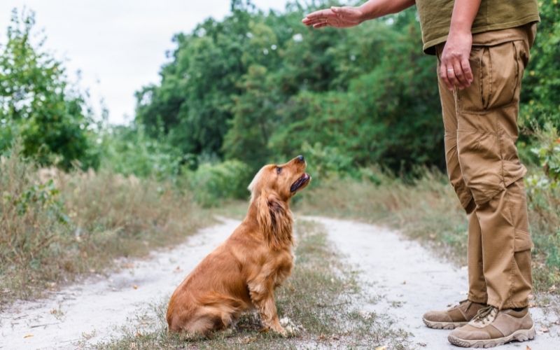 What are the spaniel whistle commands?