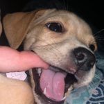 how to help a teething puppy