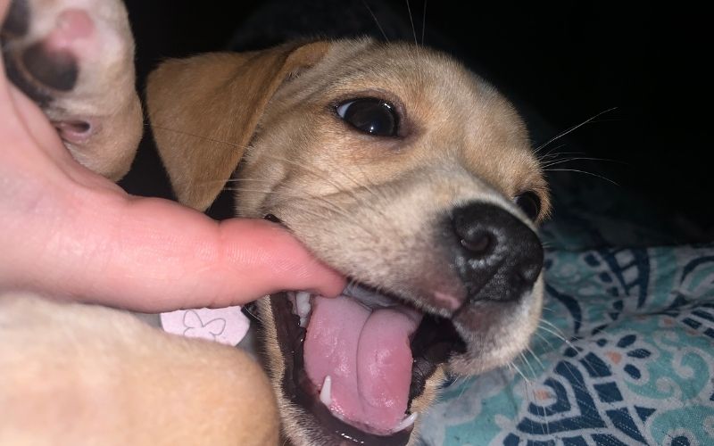 how to help a teething puppy