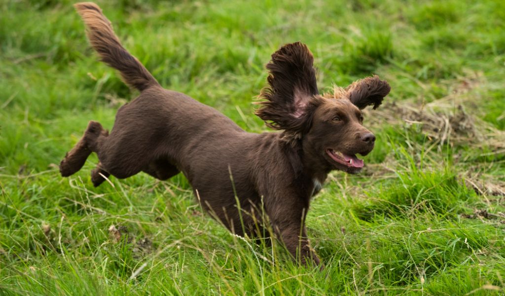 What are the spaniel whistle commands? 2 What are the spaniel whistle commands?