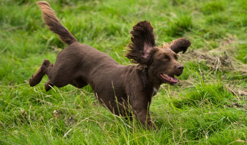 What are the spaniel whistle commands?