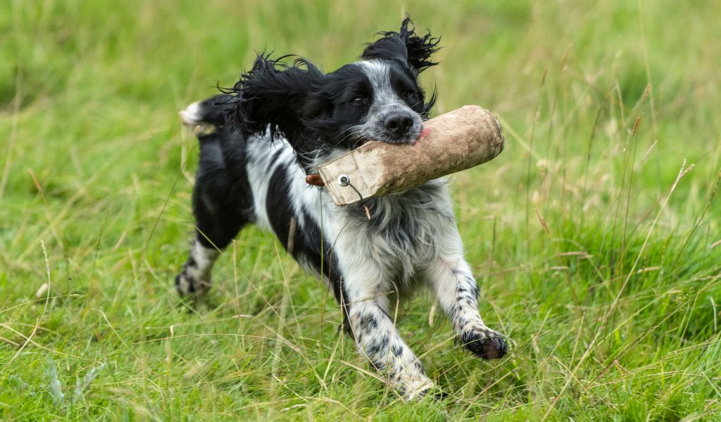 What are the spaniel whistle commands?