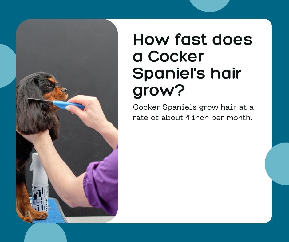 How fast does a Cocker spaniel's hair grow? 2 info graphic with details of cocker spaniel hair growth rate
