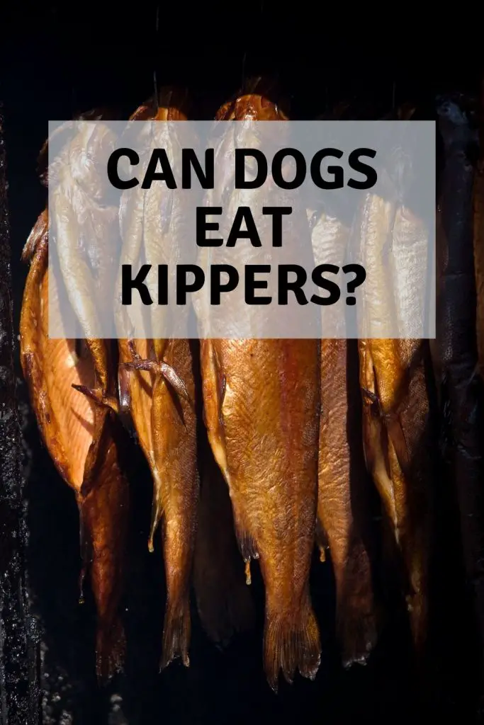 can dogs eat kippers