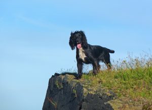 are spaniels hard to train