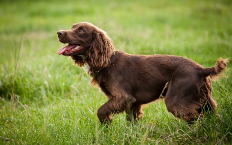 spaniel training