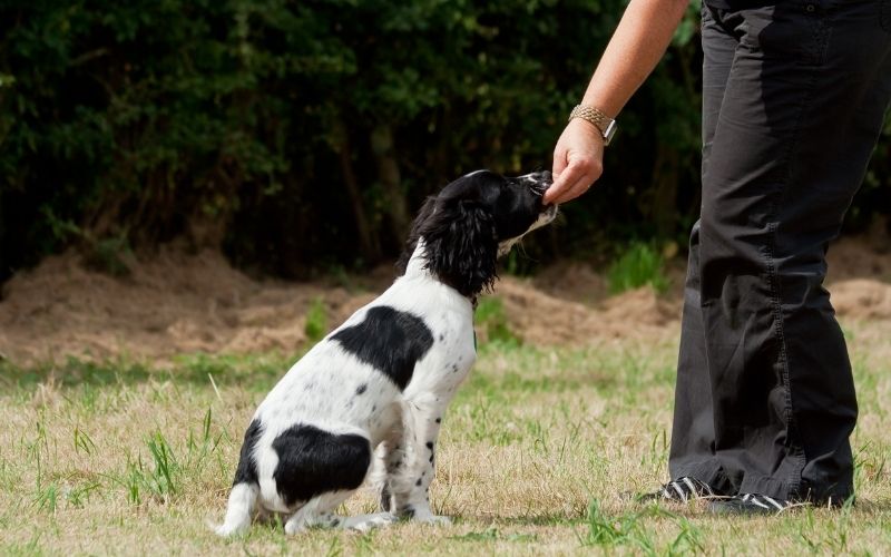 spaniel training