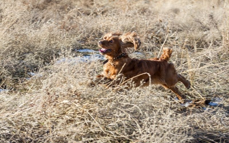 spaniel training