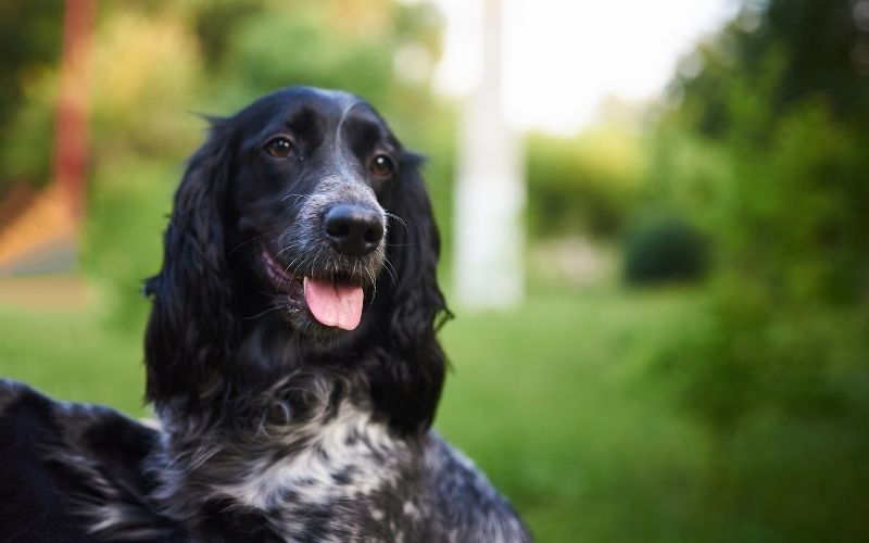 spaniel training