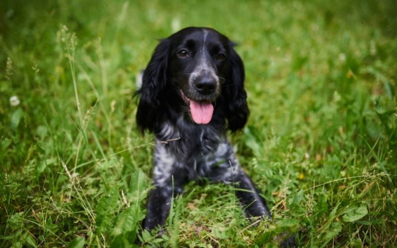 How do I train my spaniel?