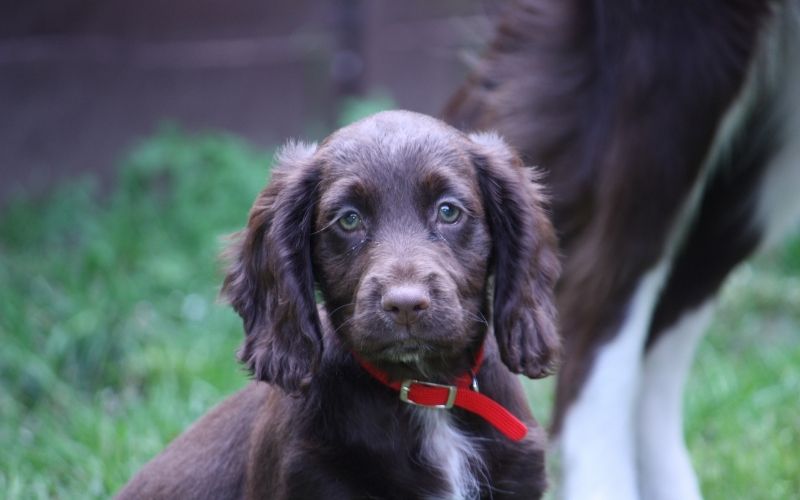 cocker spaniel facts