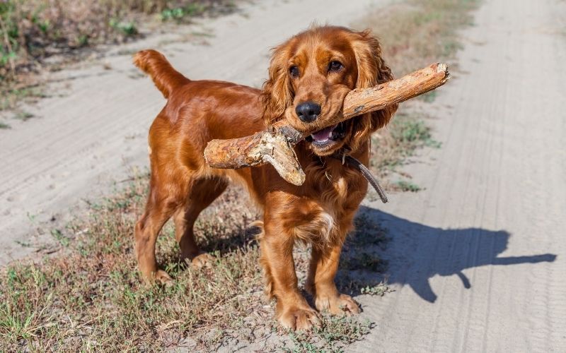 interesting facts about cocker spaniels