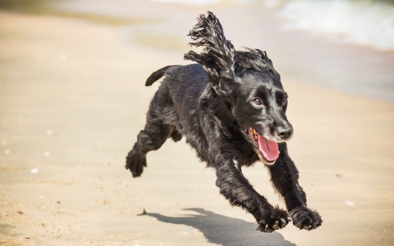 cocker spaniel facts