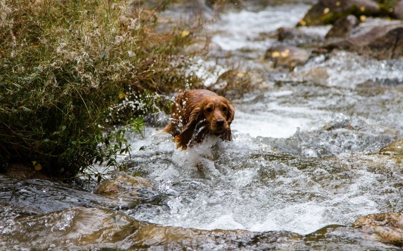 cocker spaniel facts