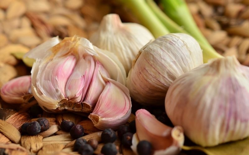 Can dogs eat garlic?