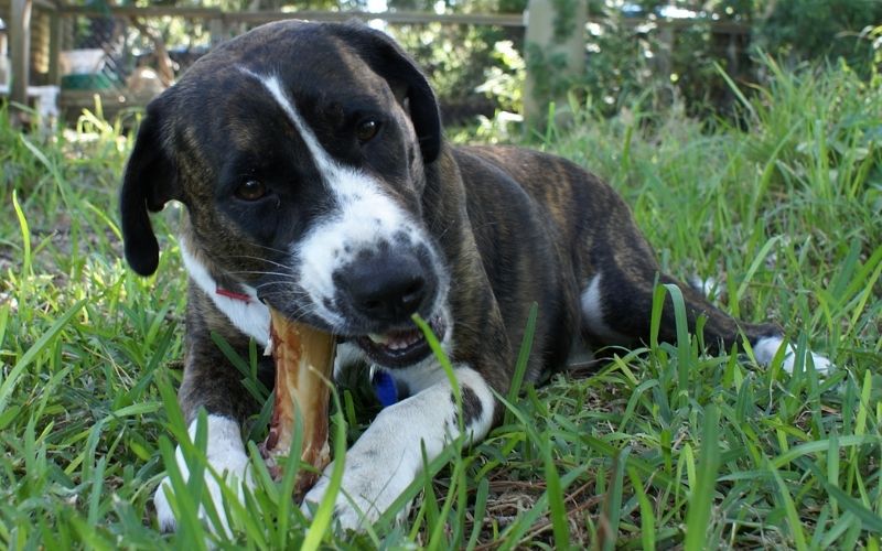 can dogs eat bones