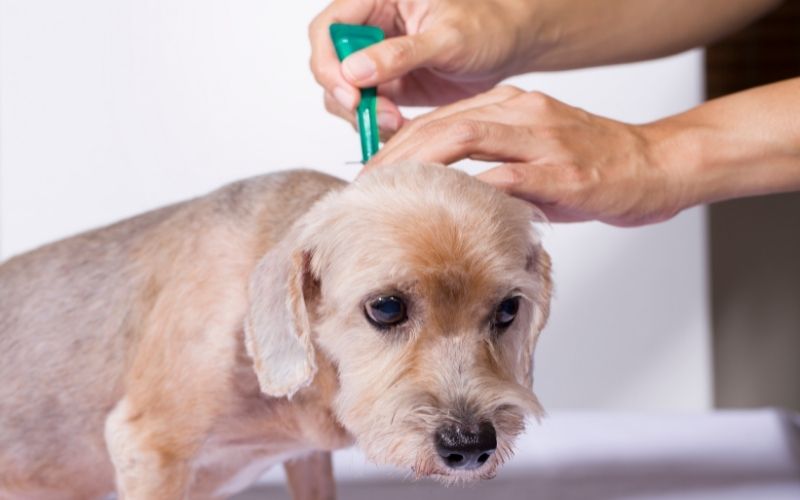 Ticks and fleas on dogs 8 ticks and fleas on dogs