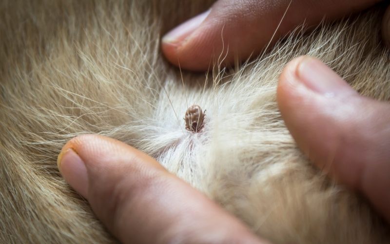 Ticks and fleas on dogs 10 ticks and fleas on dogs