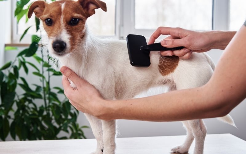 Ticks and fleas on dogs 11 ticks and fleas in dogs