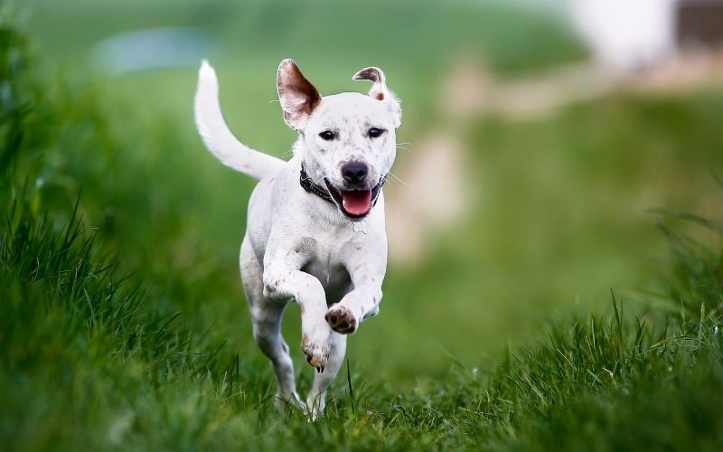 what to do when your dog won't come back to you