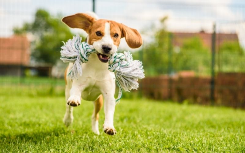 What to do when your dog won't come back to you 6 what to do if your dog won't come back to you