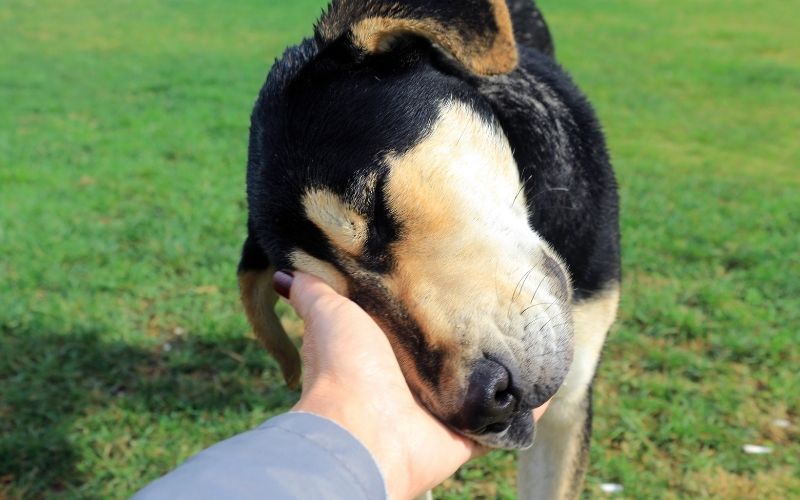 What to do when your dog won't come back to you 8 what to do if your dog won't come back to you