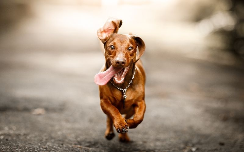 What to do when your dog won't come back to you 9 what to do if your dog won't come back to you