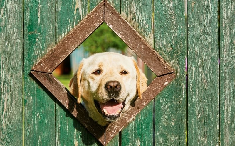 Why do dogs follow you to the bathroom?