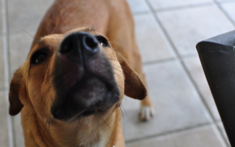 why does my dog follow me to the bathroom