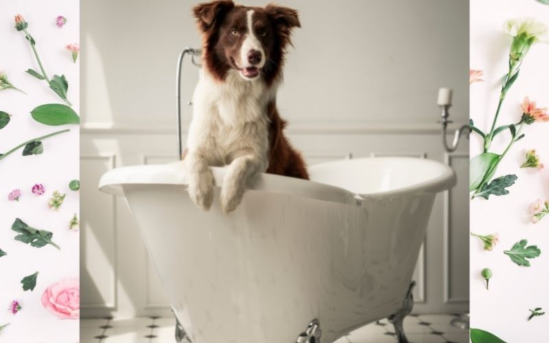 Why do dogs follow you to the bathroom?