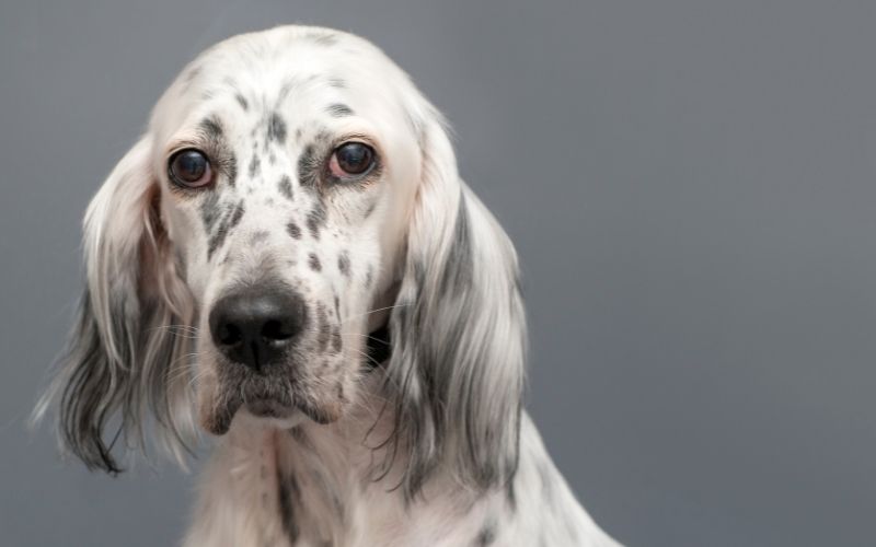all about the english setter