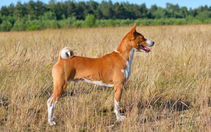 what is a basenji